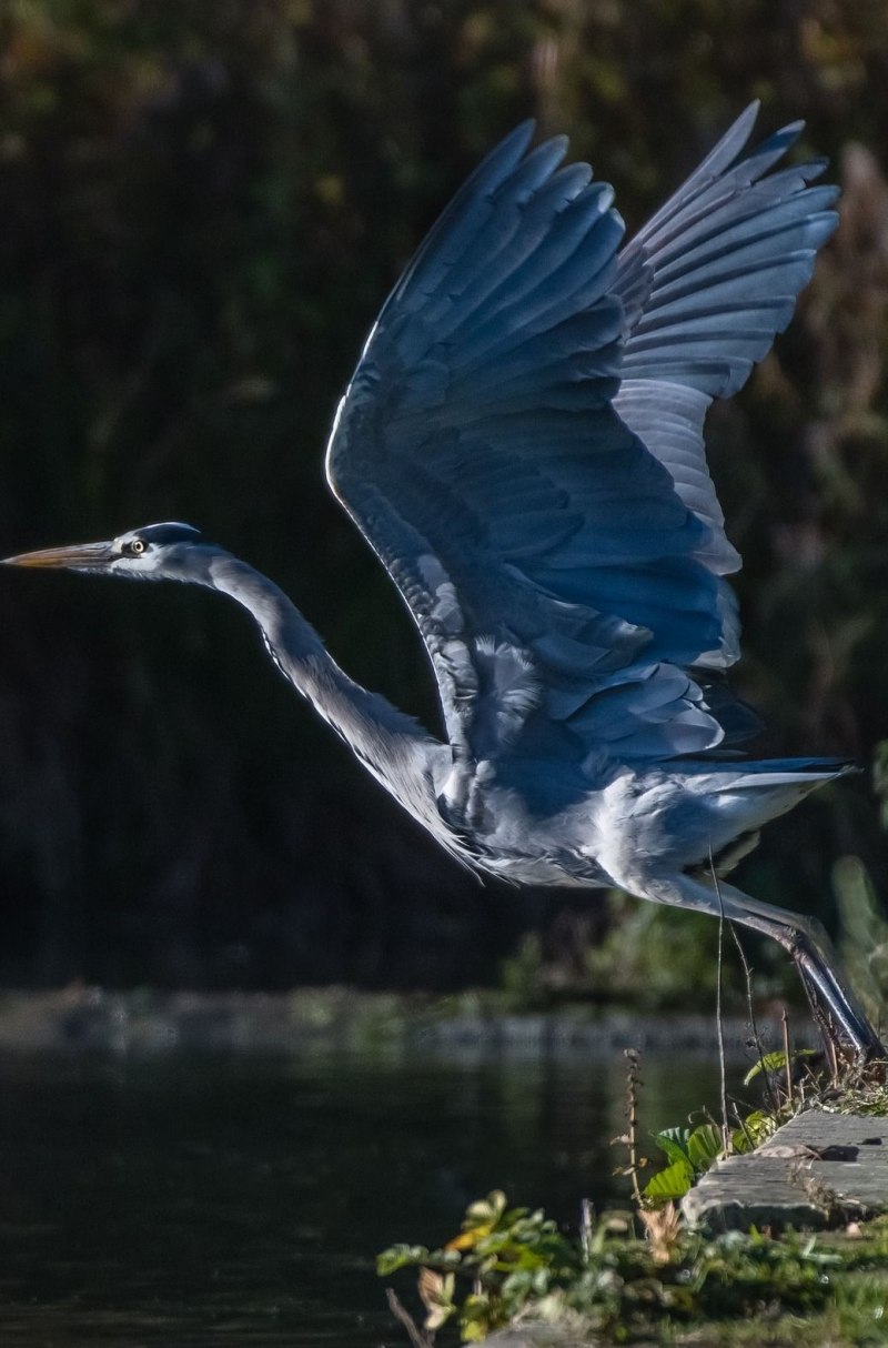 Heron перевод