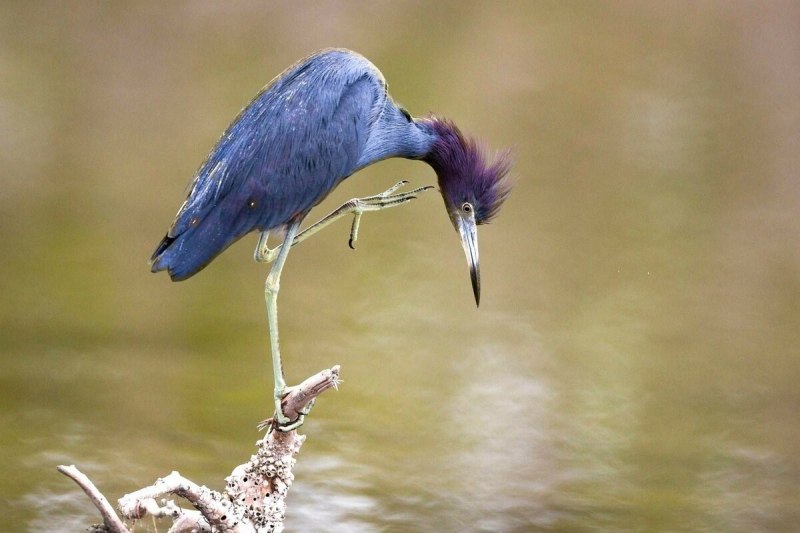 Great Blue Heron птица