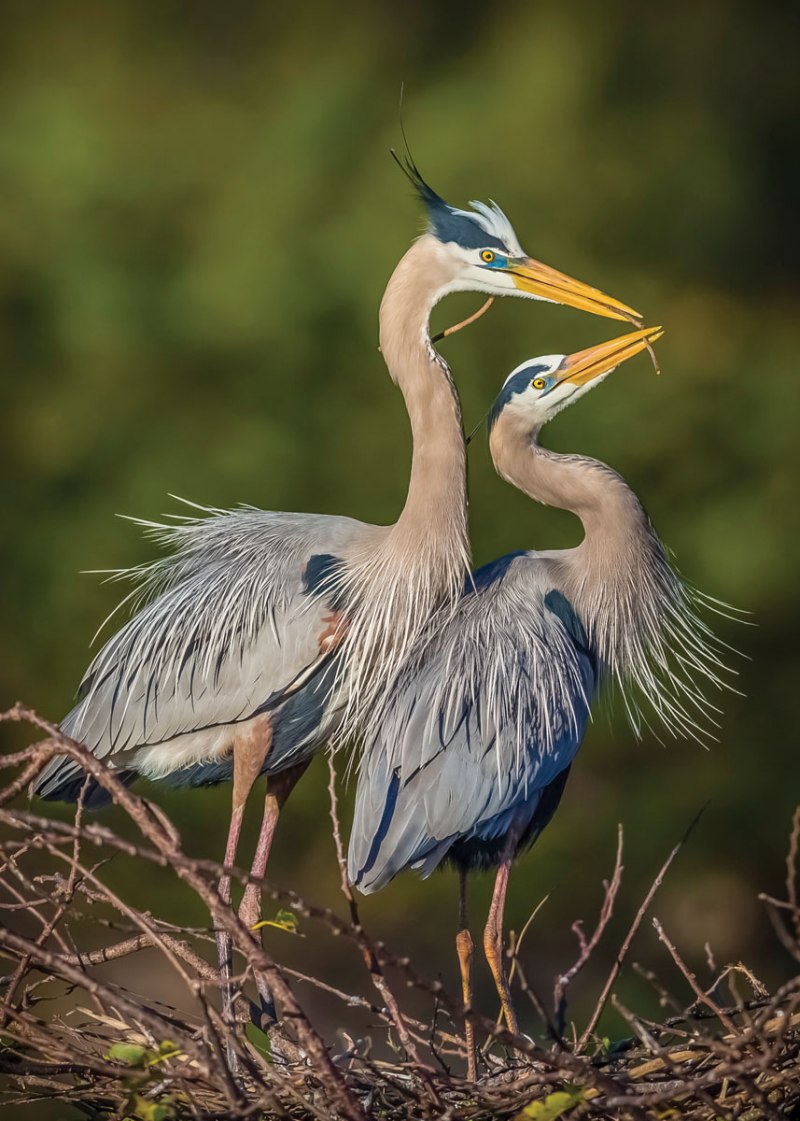Prince Heron