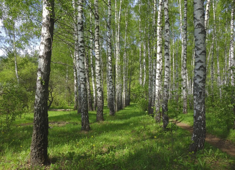 Птицы прилетели