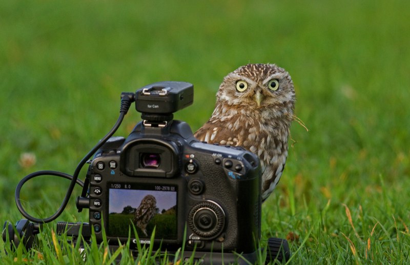 Животные с фотоаппаратом