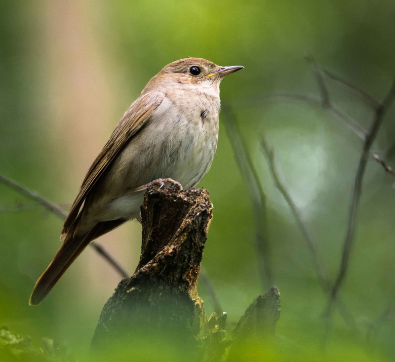 Мелких лесных птиц (67 фото)