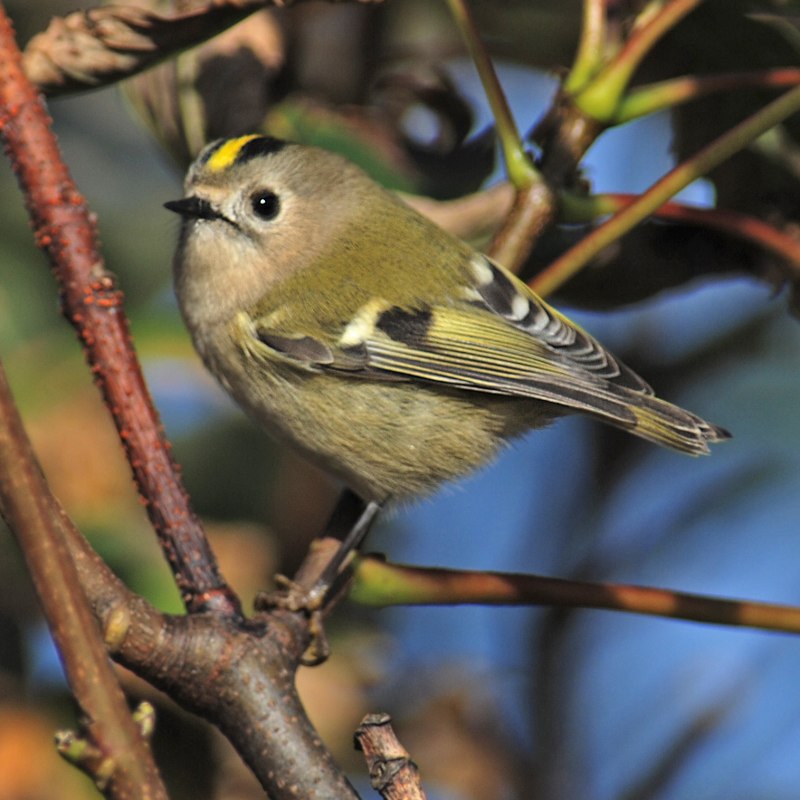 Желтоголовый королёк (Regulus Regulus)