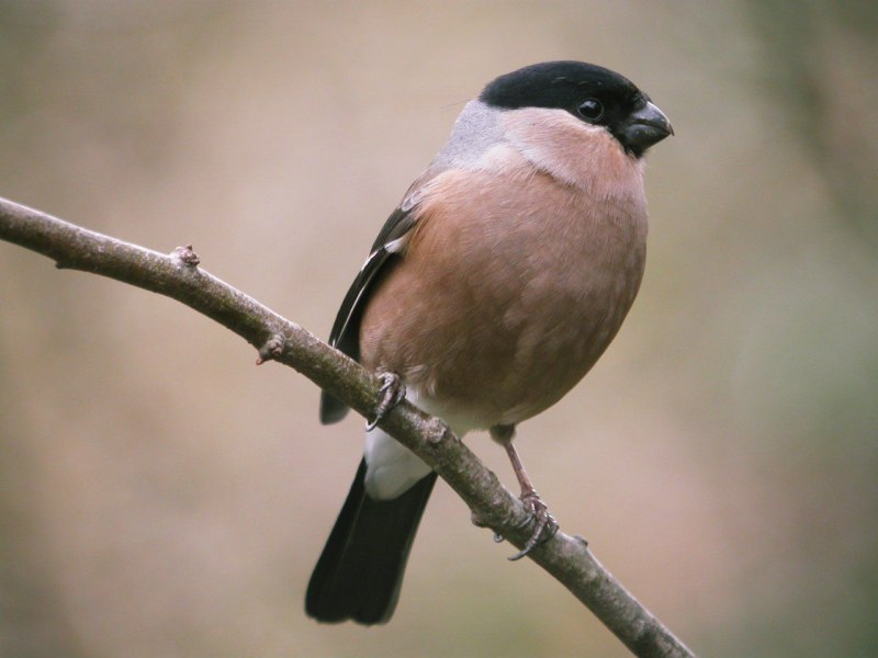 Уссурийский Снегирь (pyrrhula griseiventris)
