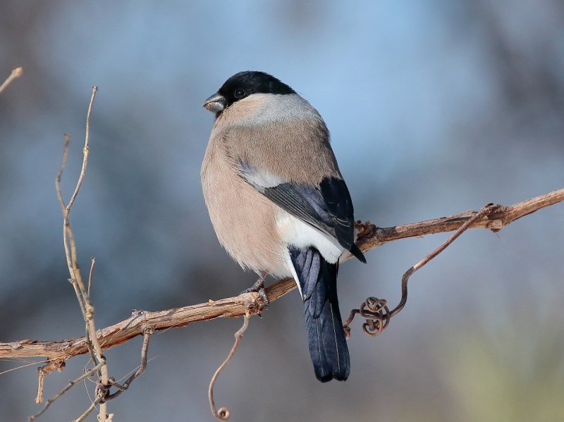 Уссурийский Снегирь (pyrrhula griseiventris)