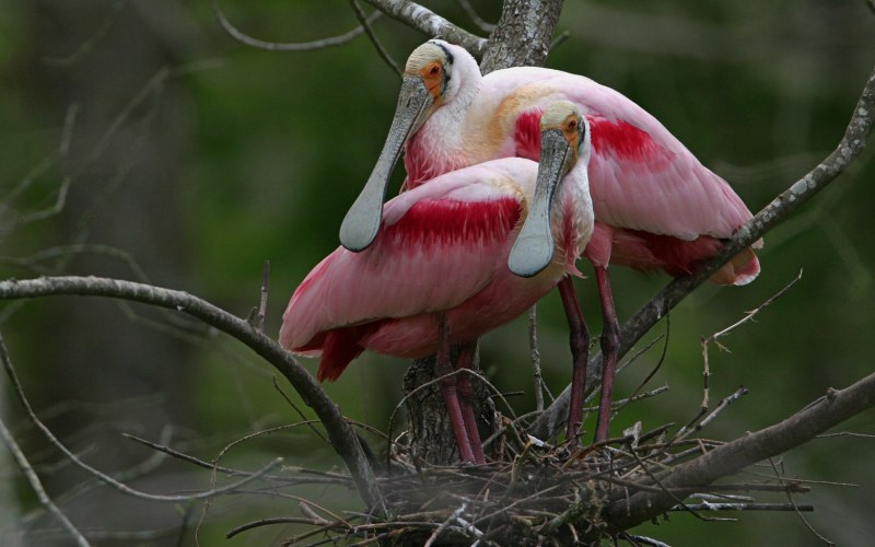 Roseate Spoonbill