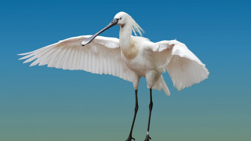 Roseate Spoonbill птица