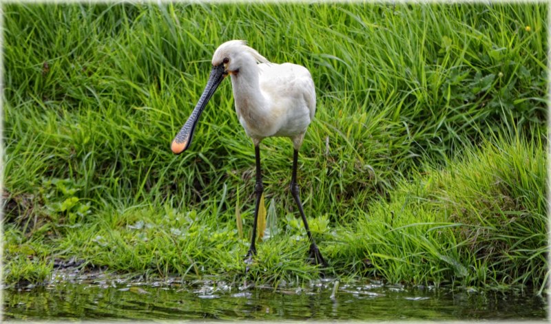 Roseate Spoonbill
