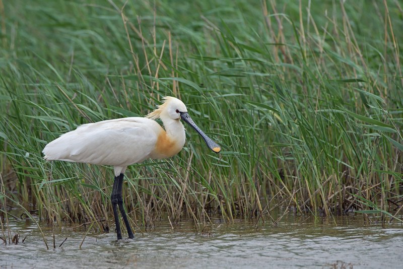 Розовая колпица Roseate Spoonbill