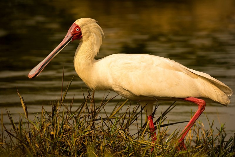Roseate Spoonbill Bird