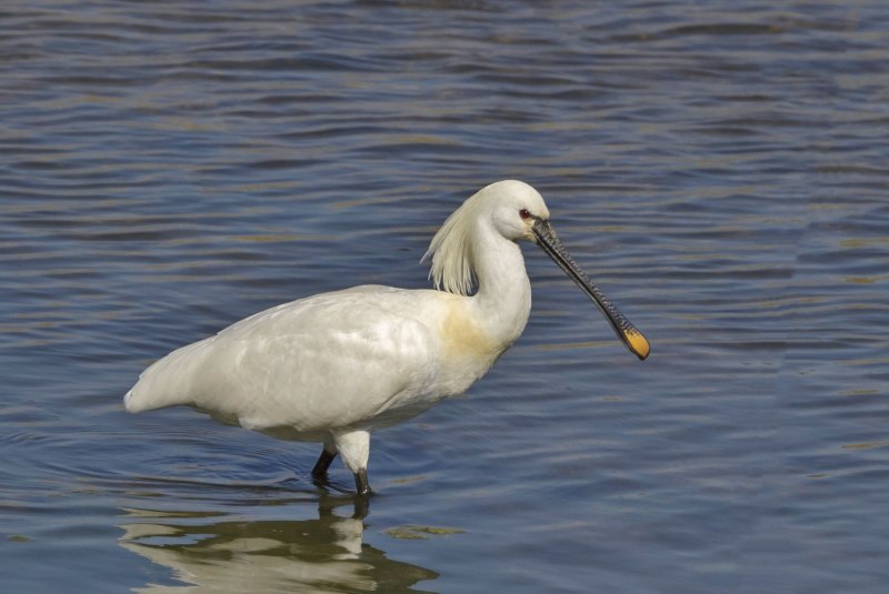 Розовая колпица Roseate Spoonbill