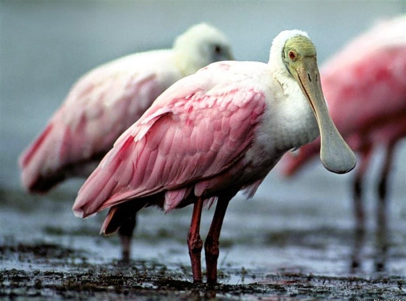 Platalea leucorodia
