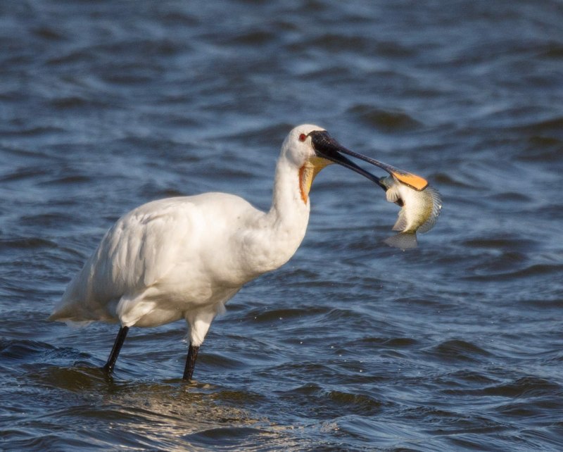 Розовая колпица Roseate Spoonbill