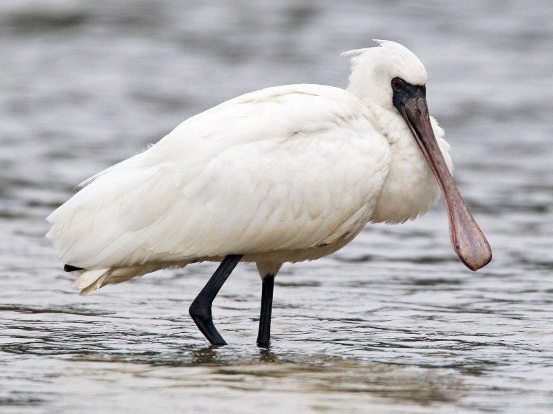 Розовая колпица Roseate Spoonbill