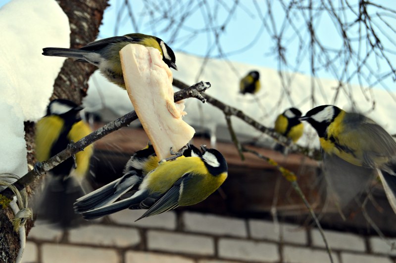 Воробьи в кормушке зимой