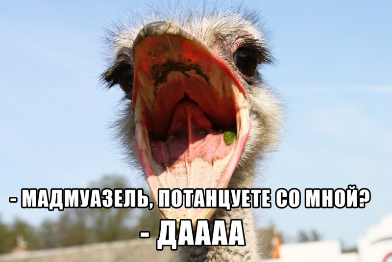 Страус эму ферма