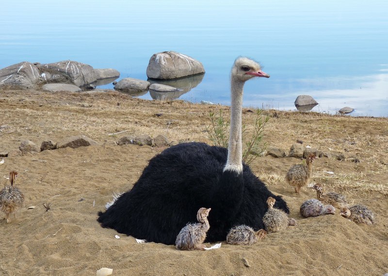 Struthio Camelus самец