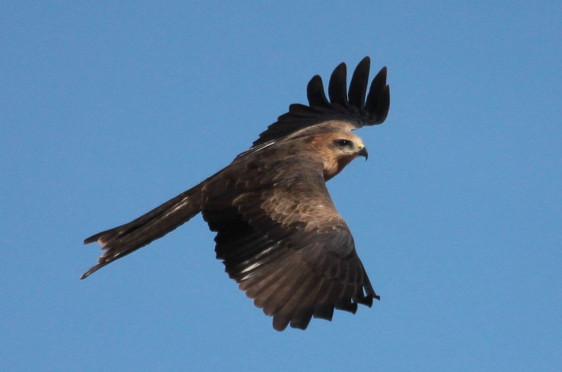 Черный Коршун – Milvus Migrans (bodd.) Кратко