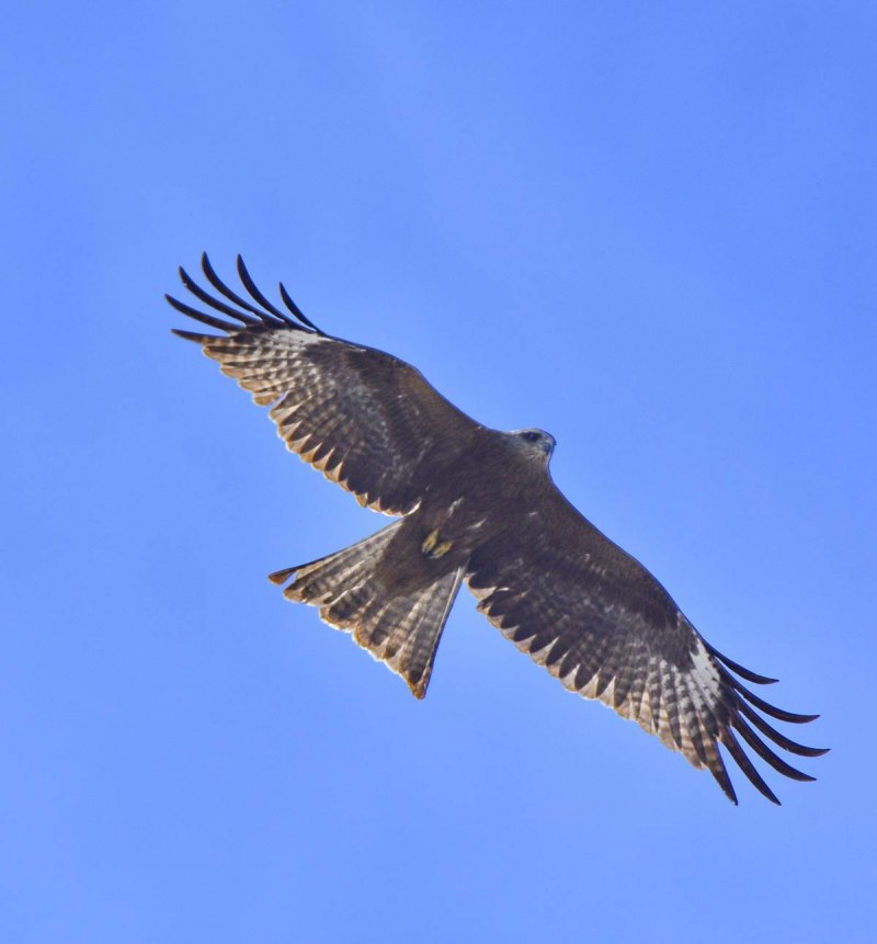 Sibirds Дубиковский Штейнбреннер Коршун