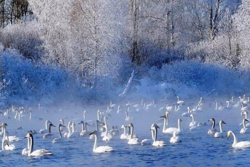 Урожайное Советский район Алтайский край Лебединое озеро