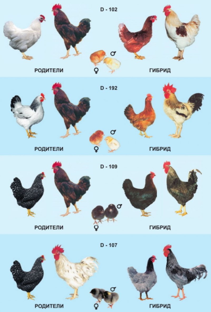 Куры несушки Доминант