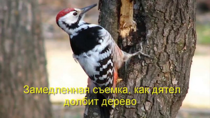 Дятел стучит