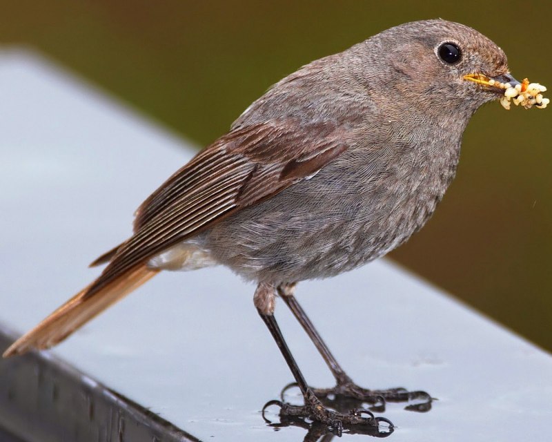 Обыкновенная горихвостка (Phoenicurus Phoenicurus)
