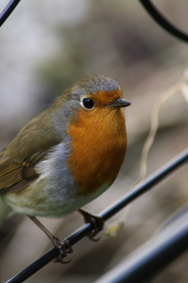 Обыкновенная горихвостка (Phoenicurus Phoenicurus)