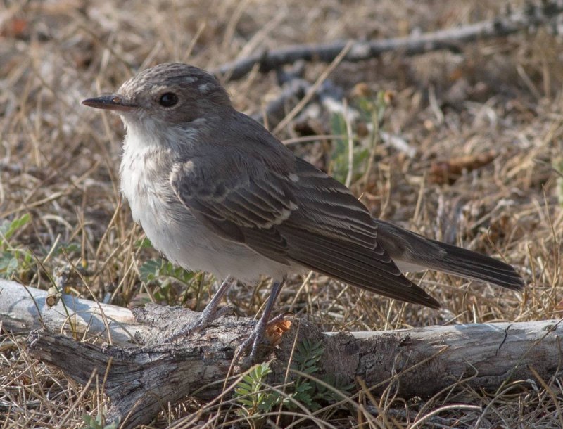 Acanthiza pusilla