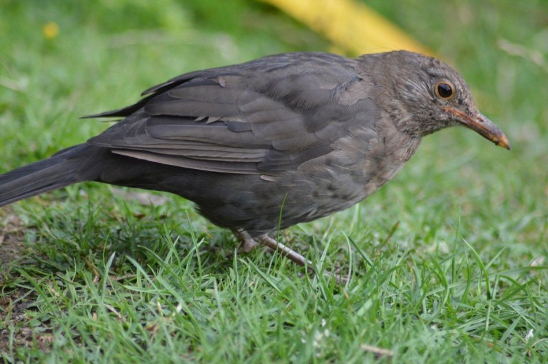Серая мухоловка (Muscicapa striata)