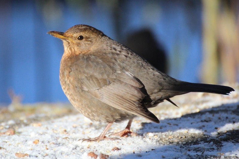 Мухоловки Muscicapidae
