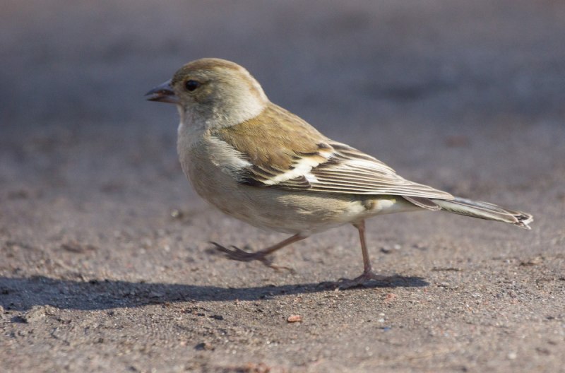 Yellow-Rumped Warbler птица Yellow Rumped