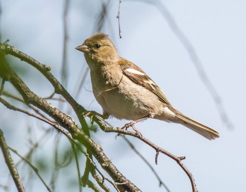 Motacilla Alba yarrellii