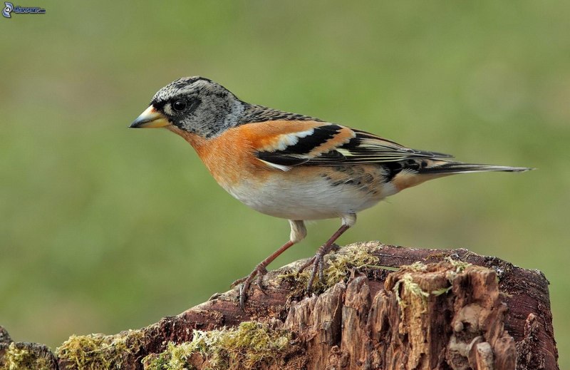 Щегол (Carduelis Carduelis)