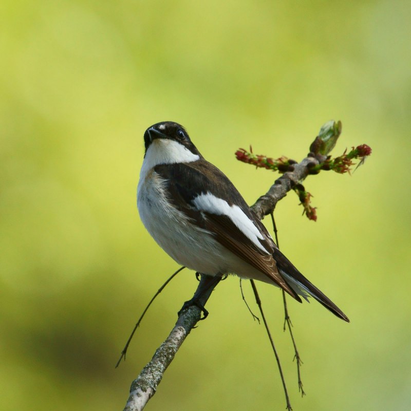 Иволга - Oriolus Oriolus