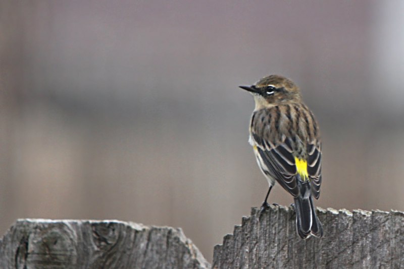 Семейство: Вьюрковые (Fringillidae)