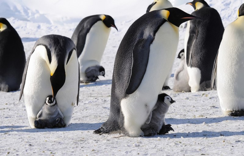 Пингвинов в антарктиде (64 фото)