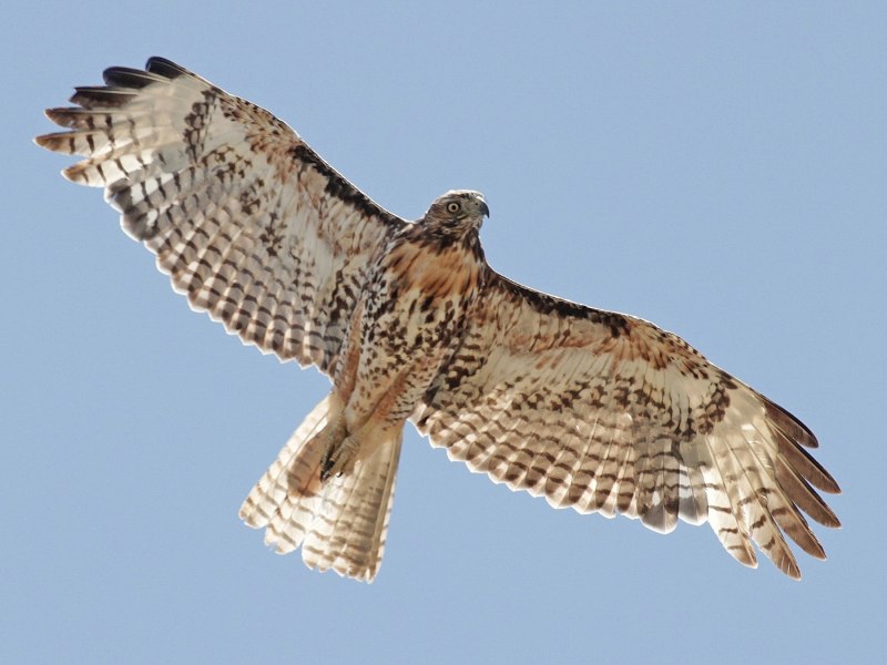 Red tailed Hawk (ястреб)