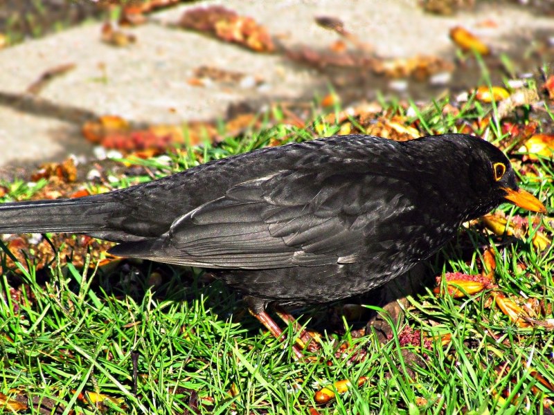 Птица Yellow Rumped Warbler