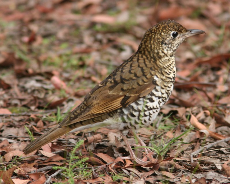 Turdus Merula самка