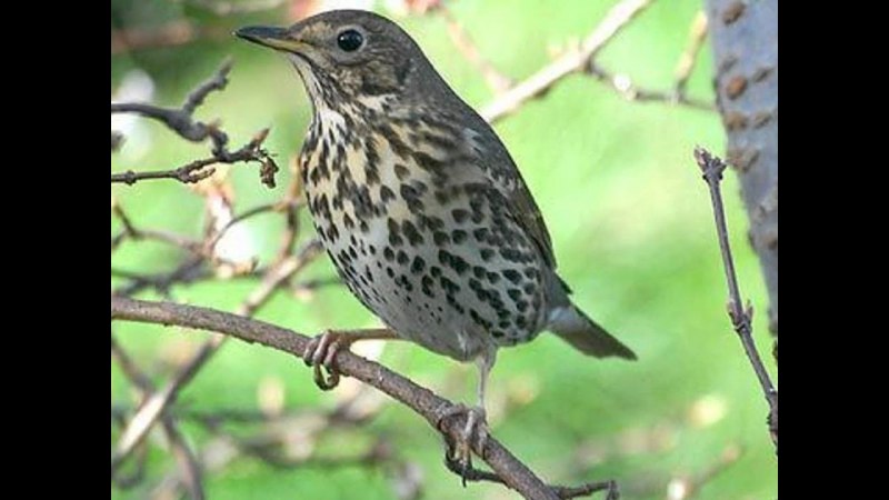 Turdus viscivorus