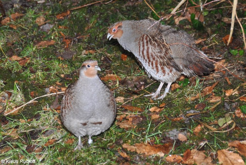 Серая куропатка (Perdix Perdix)