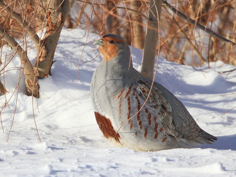 Серая куропатка (Perdix Perdix)