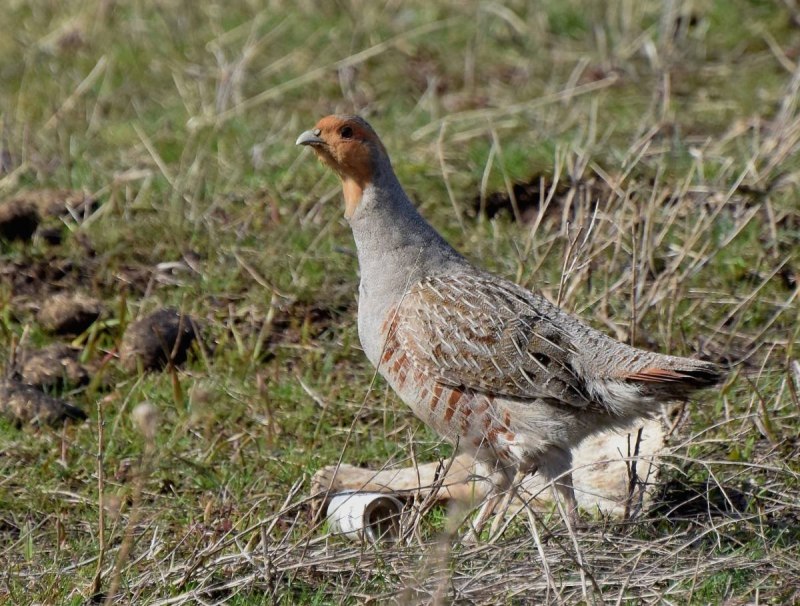 Серая куропатка (Perdix Perdix)