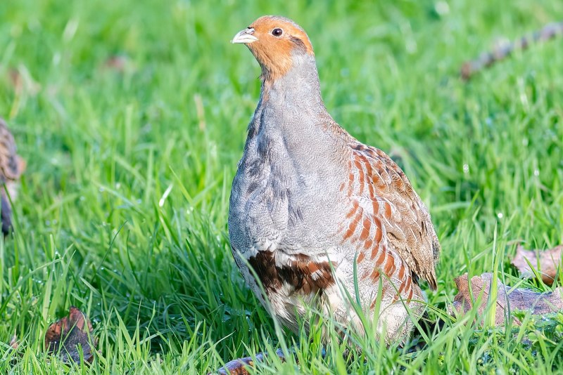 Серая куропатка (Perdix Perdix)