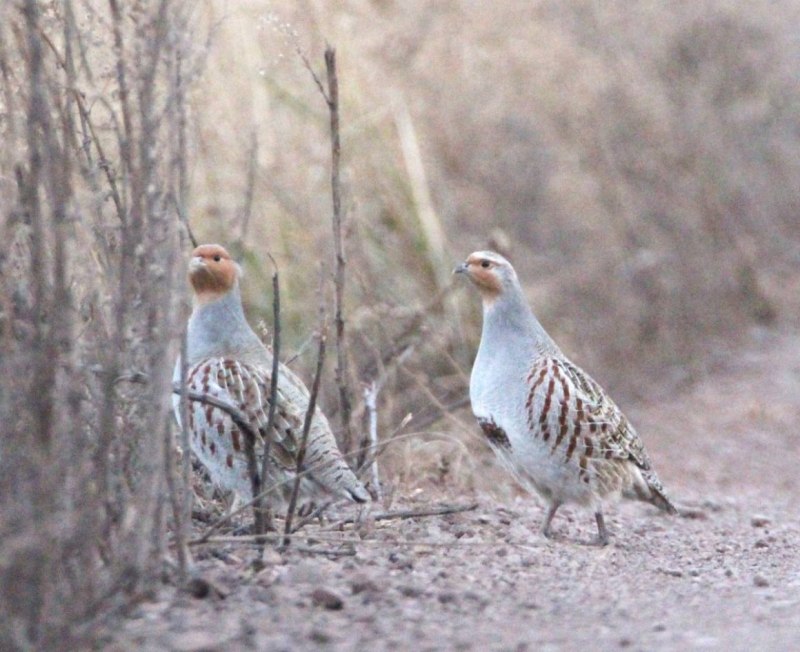 Серая куропатка (Perdix Perdix)