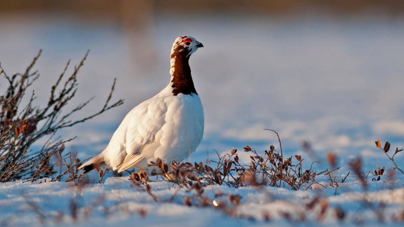 Среднерусская белая куропатка lagopus lagopus rossicus