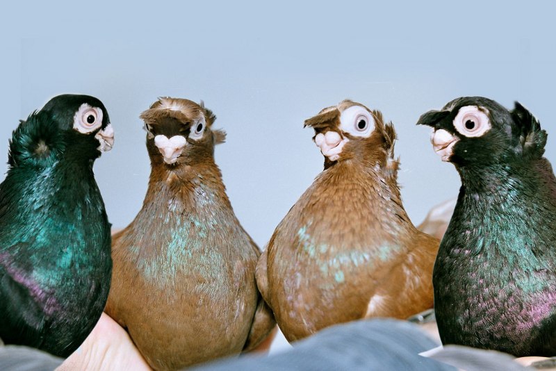 Узбекские голуби руяны