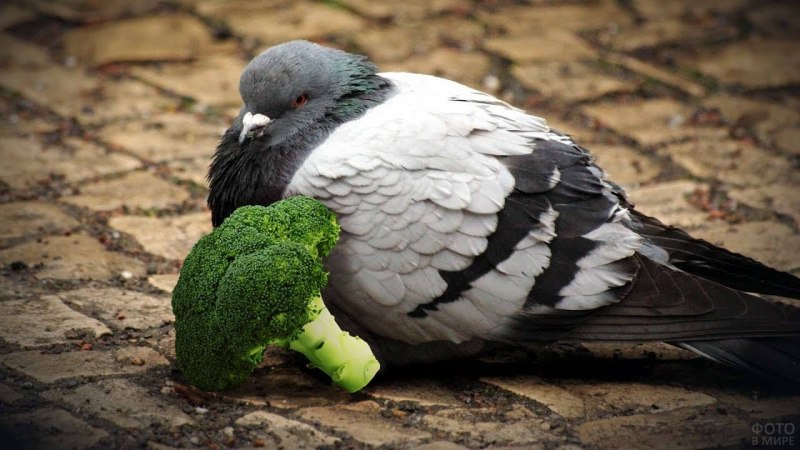 Голубь сидит