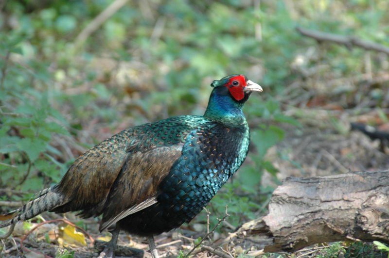 Phasianus colchicus